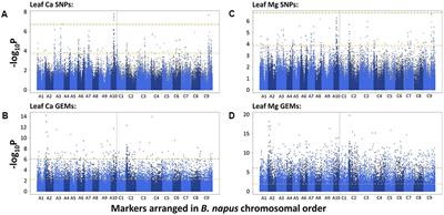 Identification of Candidate Genes for Calcium and Magnesium Accumulation in Brassica napus L. by Association Genetics